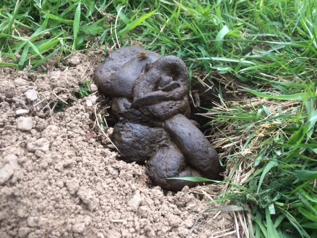How To Get Rid Of A Badger From Your Garden - Garden Likes